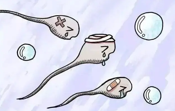 新生NewBorn格鲁吉亚试管婴儿如何提高受孕成功率呵护精子很关键